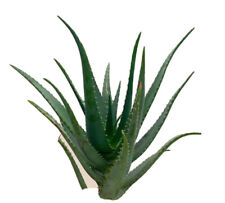 Pianta di Aloe arborescens Di 5 anni usato  Canicatti