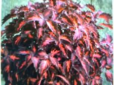 Coleus stained glassworks for sale  PENRITH