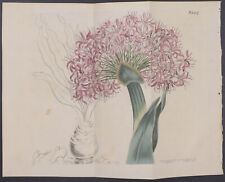 Curtis - Fan-leaved Haemanthus. 1217 - 1787-1800's The Botanical Magazine for sale  Shipping to South Africa