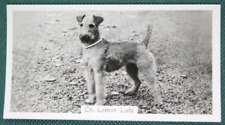 Lakeland terrier vintage for sale  DERBY