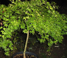 Acer palmatum jiro for sale  Garden City