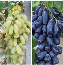 Mixed finger grape for sale  Copperas Cove