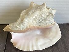 Queen conch fossilized for sale  Hammond
