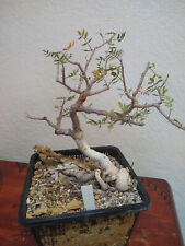 Bursera microphylla large for sale  Tucson