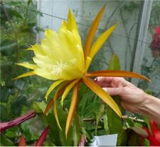 Epiphyllum dan aylott for sale  MIDDLESBROUGH