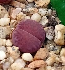 Lithops lesliei jambouree for sale  CHESTER