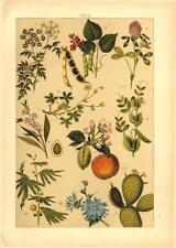 1891 HAUFE CHROMOLITHO hemlock, fig opuntia, apple, pea, bean, almond, clover for sale  Shipping to South Africa