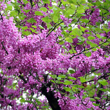 Cercis siliquastrum arbre d'occasion  Pouzauges