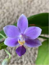 Phalaenopsis hsinying blueberr for sale  Easton