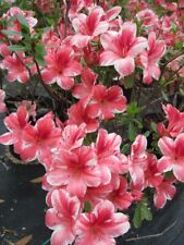 Dogwood azalea spring for sale  Crawfordville