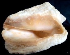 Seashell conch beach for sale  Tulsa