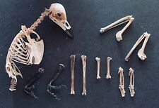 Taxidermy skeleton for sale  LITTLEHAMPTON