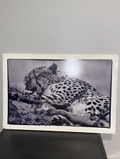 Black white cheetah for sale  Yonkers