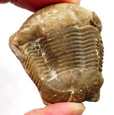 Illaenus trilobite fossil for sale  Arlington