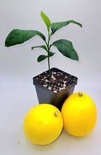 Meyer lemon seedlings for sale  Bangor