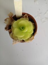 pinguicula for sale  SHEFFIELD