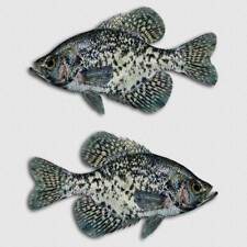 Crappie sticker fish for sale  Mercer