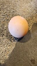 chickens 6 egg layers for sale  Gillette