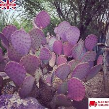 Purple prickly pear for sale  BROCKENHURST