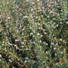 Rosemary seeds fresh for sale  PEEBLES