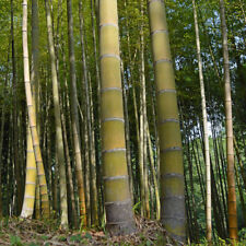 Giant moso bamboo for sale  EXETER