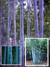Blauer bambus pflanze gebraucht kaufen  Kaiserslautern