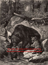 Bear grizzly kodiak for sale  Lake Villa