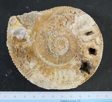 Ammonite fossile bajocien d'occasion  Moyon