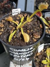 Venus flytrap charlie for sale  FELTHAM
