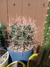 Ferocactus cylindraceus orcutt for sale  Tucson
