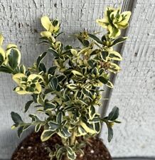 Variegated boxwood shrub for sale  Fairview