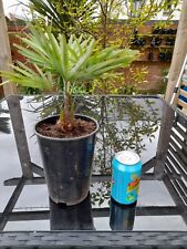 Trachycarpus princeps palm for sale  TELFORD