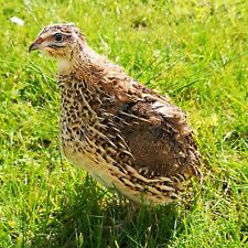 quail for sale  Ireland