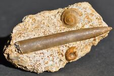Ammonite bloc bajocien d'occasion  Angers-