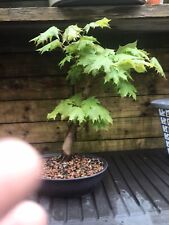 Bonsai trees outdoor for sale  SOUTH SHIELDS