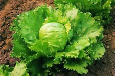 Organic vegetable lettuce for sale  WREXHAM