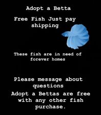 Adopt betta fish for sale  Olympia