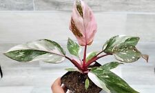 Philodendron marble galaxy for sale  Reseda