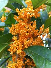 Pianta osmanthus fragrans usato  Torre Canavese