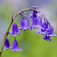 100 scented english for sale  TENTERDEN