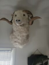Woodland bighorn sheep for sale  Traverse City