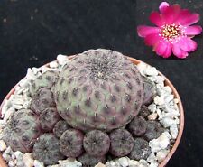 Sulcorebutia rauschii choice for sale  EASTBOURNE