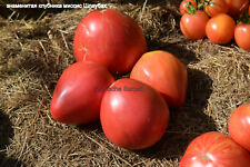Tomato seeds mrs. for sale  Shipping to Ireland