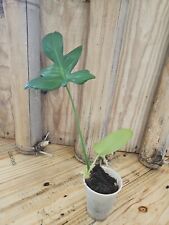 Philodendron florida green for sale  Englewood