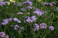 Verbena bonariensis lollipop for sale  UK