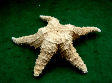 Large dried starfish for sale  WIRRAL