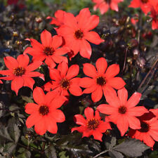 Dahlia pampa dahlia d'occasion  Pouzauges