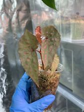 Begonia malachosticta for sale  ILFORD