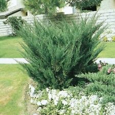 Seagreen juniper extra for sale  USA