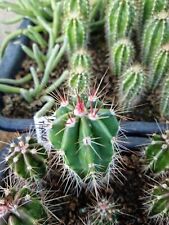 RARE!!! Pachycereus Tepamo echinopsis lobivia astrophytum ariocarpus for sale  Shipping to South Africa